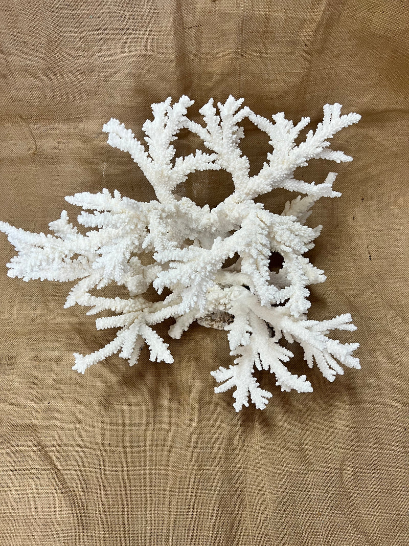 6 Foot White Coral Branch