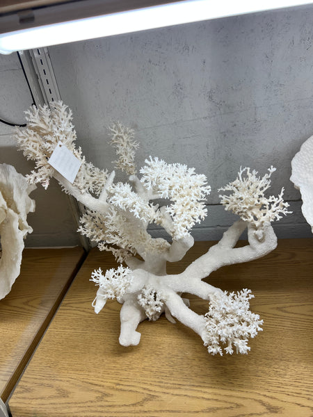 White Lace Coral - (1 coral approx. 5-7 inches)