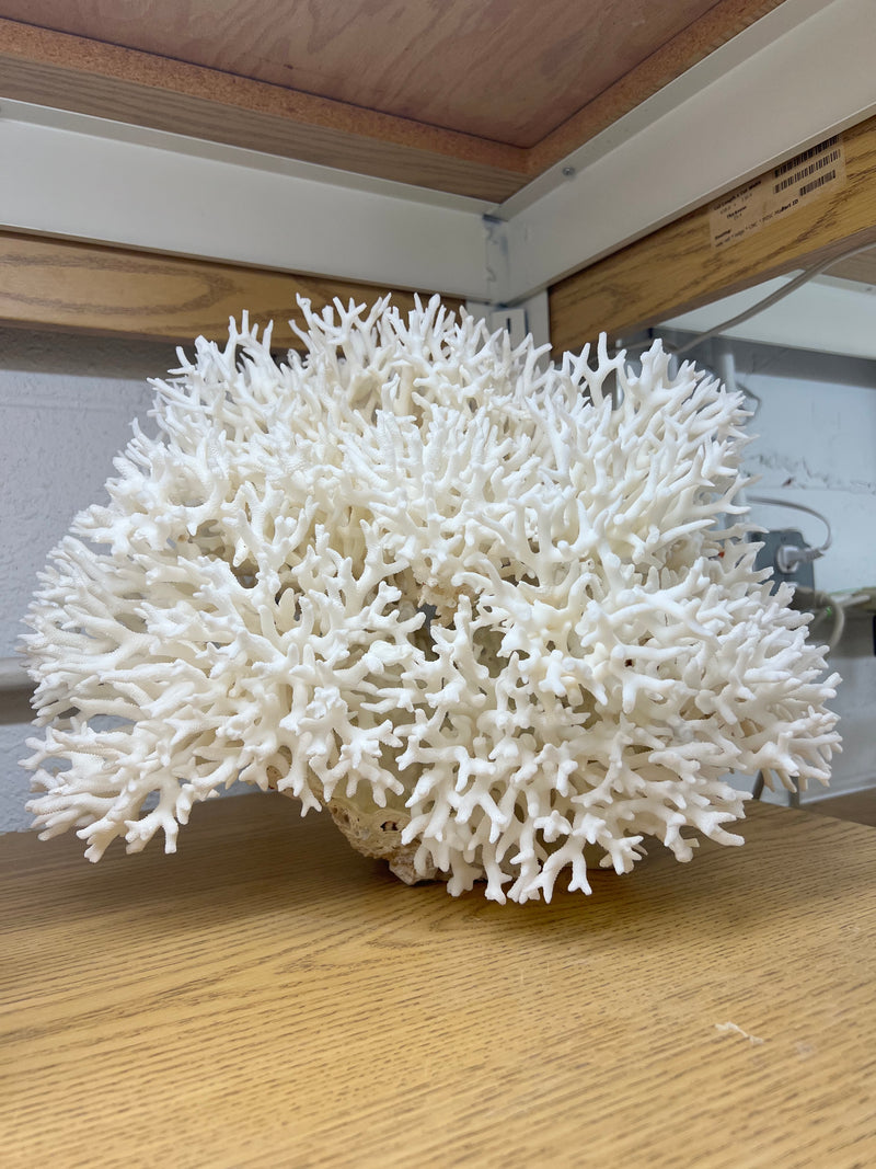 Exquisite Bird's Nest coral specimen, available at natur.