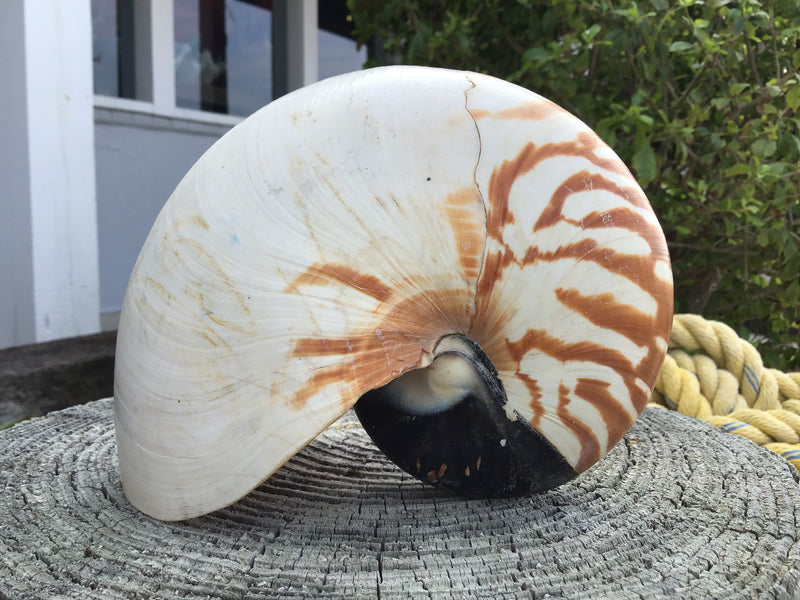 Pearl Finish Iridescent and Tiger Chambered Nautilus Shell/ Living Fossil  Collections Weddings Sea Shell Arts Crafts Decor 