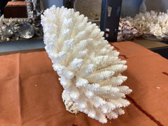 Vintage White Table Coral