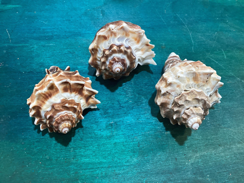 Rare Pearl & Seashell Craft — All About Hope