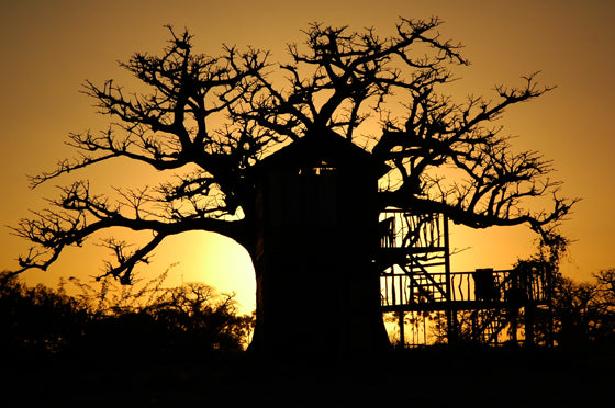 Safari Journal / Blog by Safari Fusion | African treehouses | Baobab tree lodgings at Collines de Niassam Lodge / Senegal