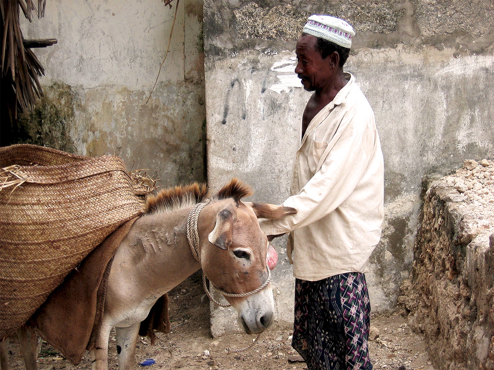 Safari Journal / Blog by Safari Fusion | Donkeys of Lamu | Lamu Old Town, Kenya | Photographer © Kellie Shearwood
