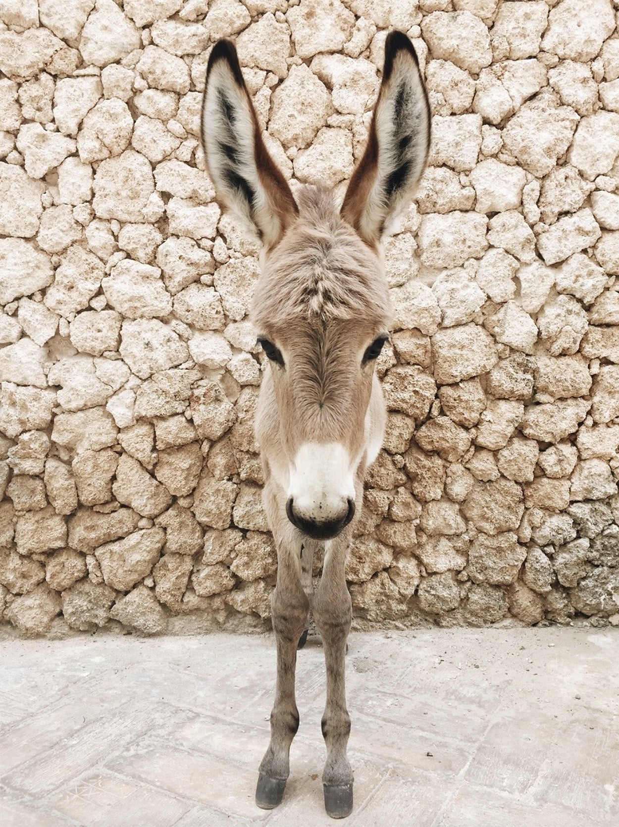 Safari Journal / Blog by Safari Fusion | Donkeys of Lamu | Lamu Old Town, Kenya