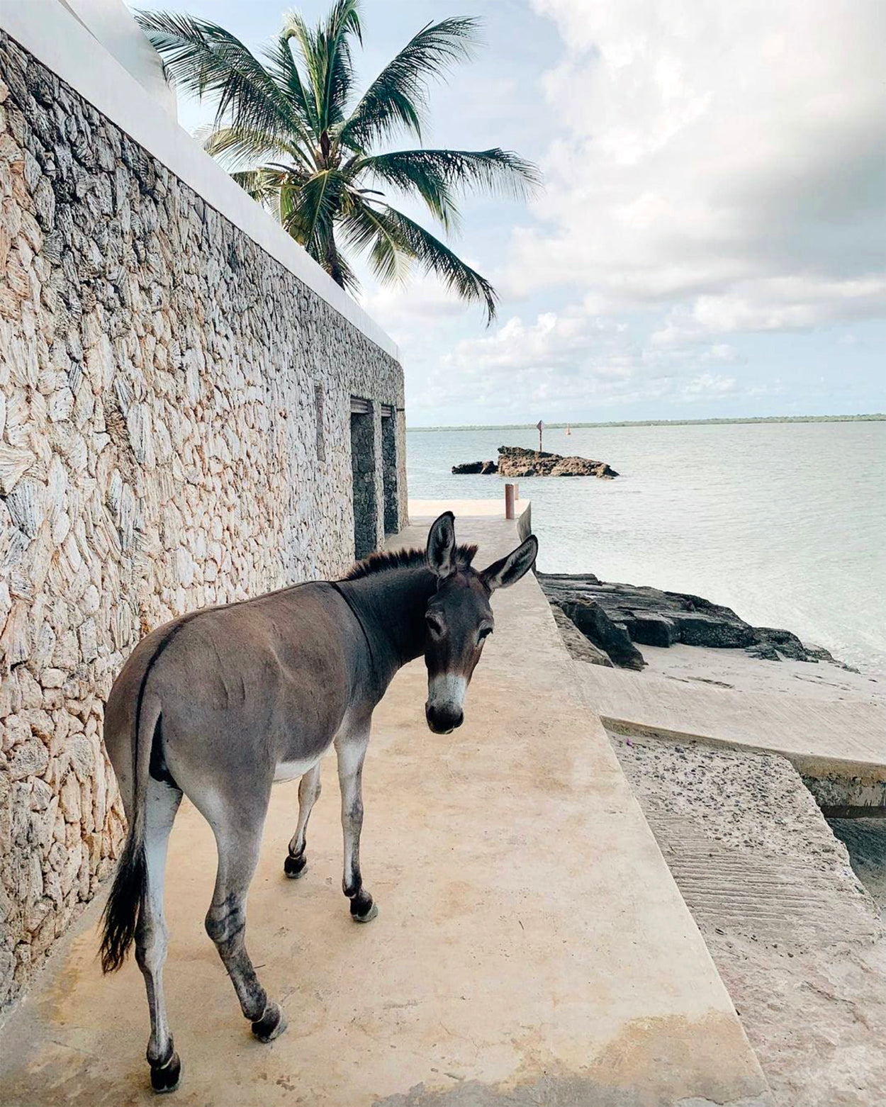 Safari Journal / Blog by Safari Fusion | Donkeys of Lamu | Lamu Old Town, Kenya