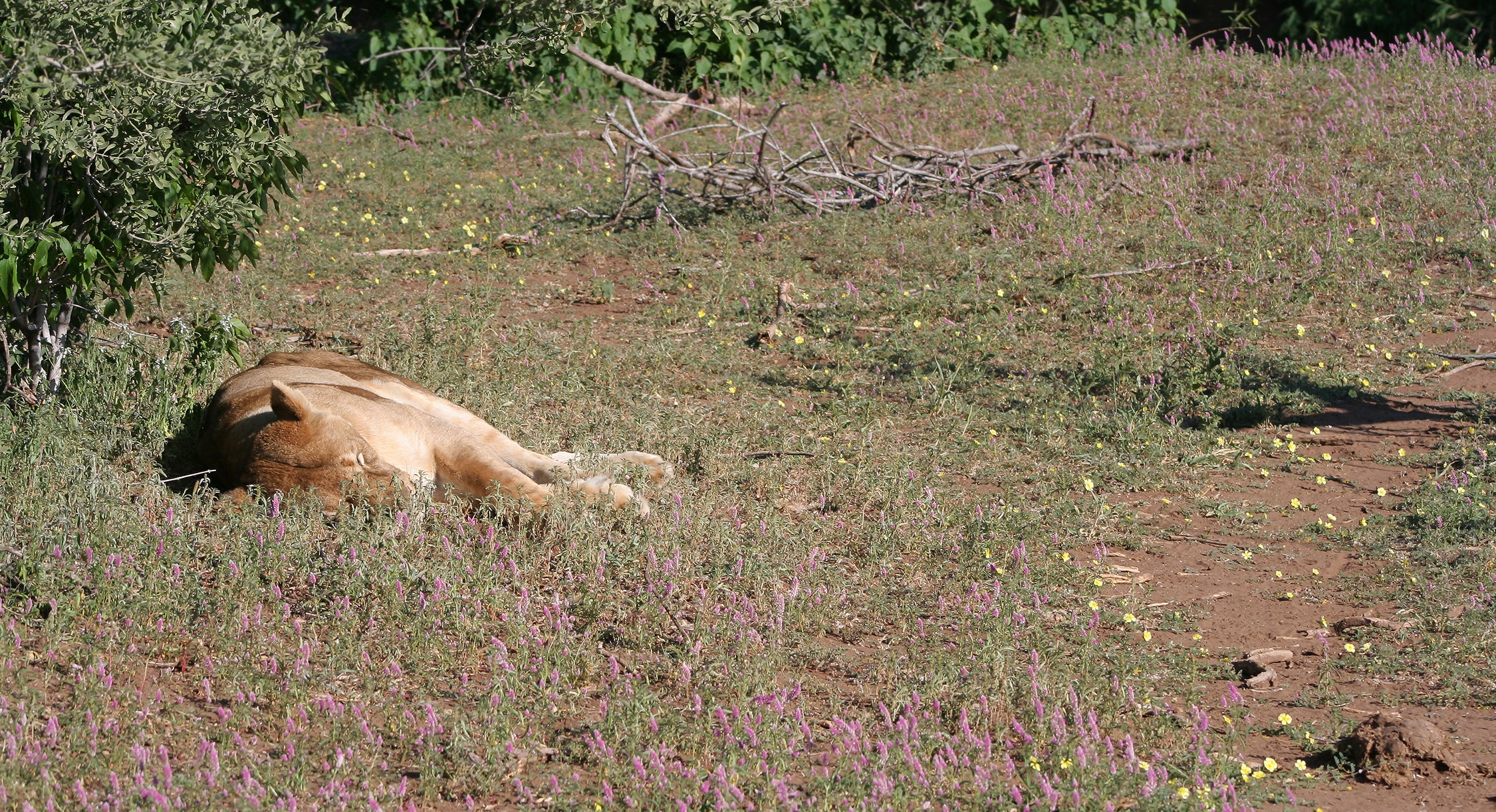 Safari Journal / Blog by Safari Fusion | Queen of the jungle | Lion Mashatu Game Reserve, Botswana | Photographer © Kellie Shearwood
