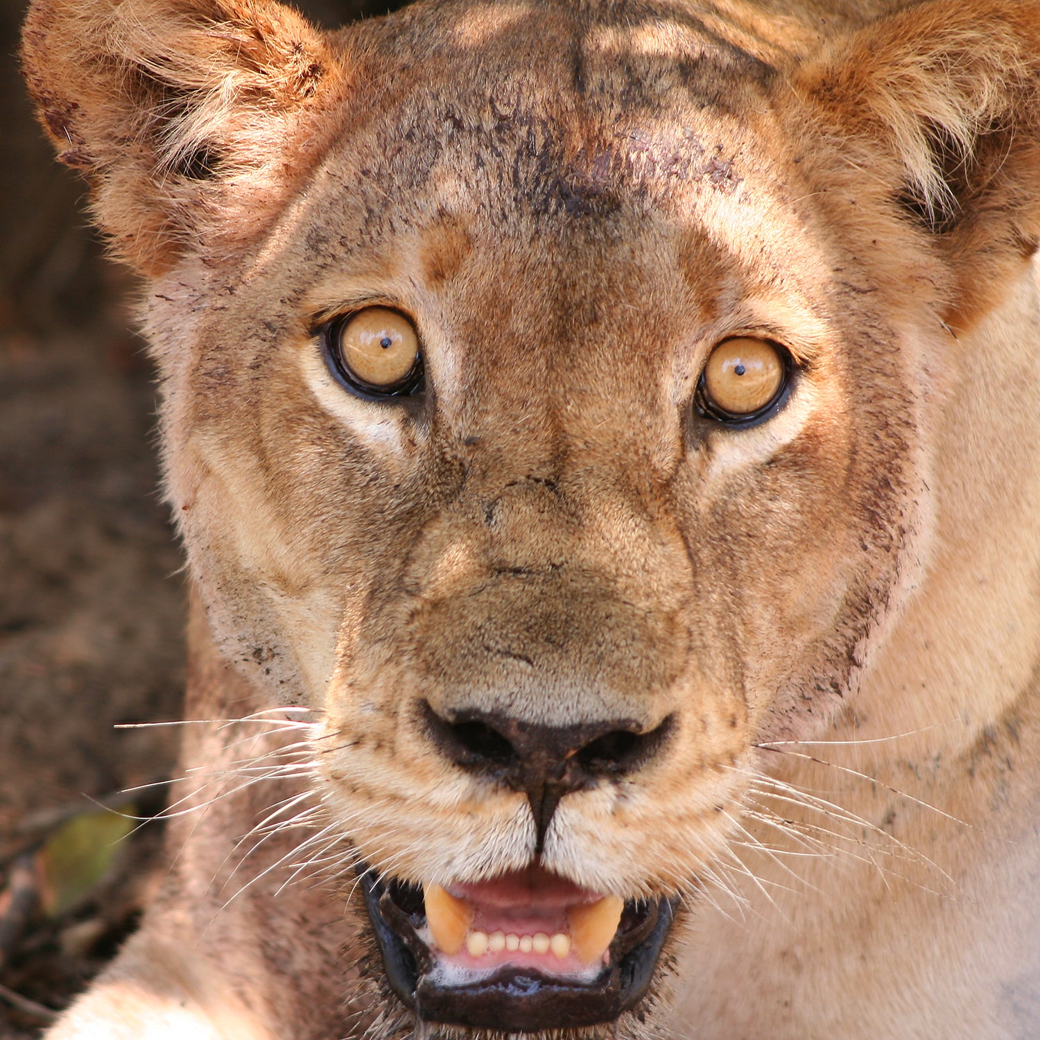 Safari Journal / Blog by Safari Fusion | Queen of the jungle | Lion South Luangwa National Park, Zambia | Photographer © Kellie Shearwood