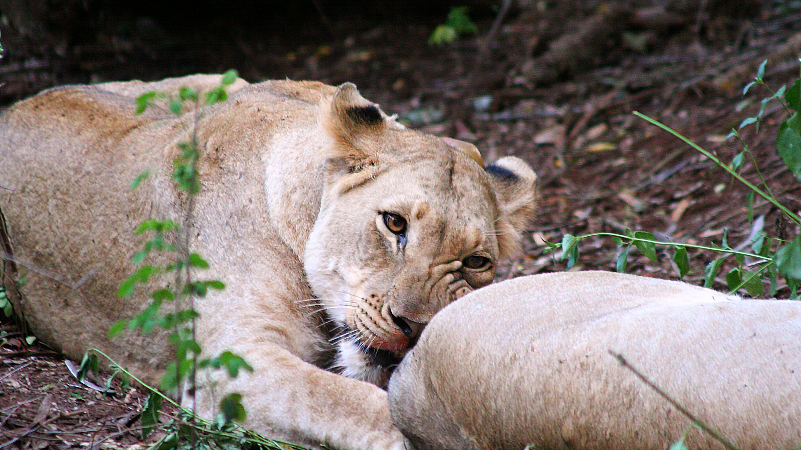 Safari Journal / Blog by Safari Fusion | Queen of the jungle | Lion Thanda Game Reserve, South Africa | Photographer © Kellie Shearwood