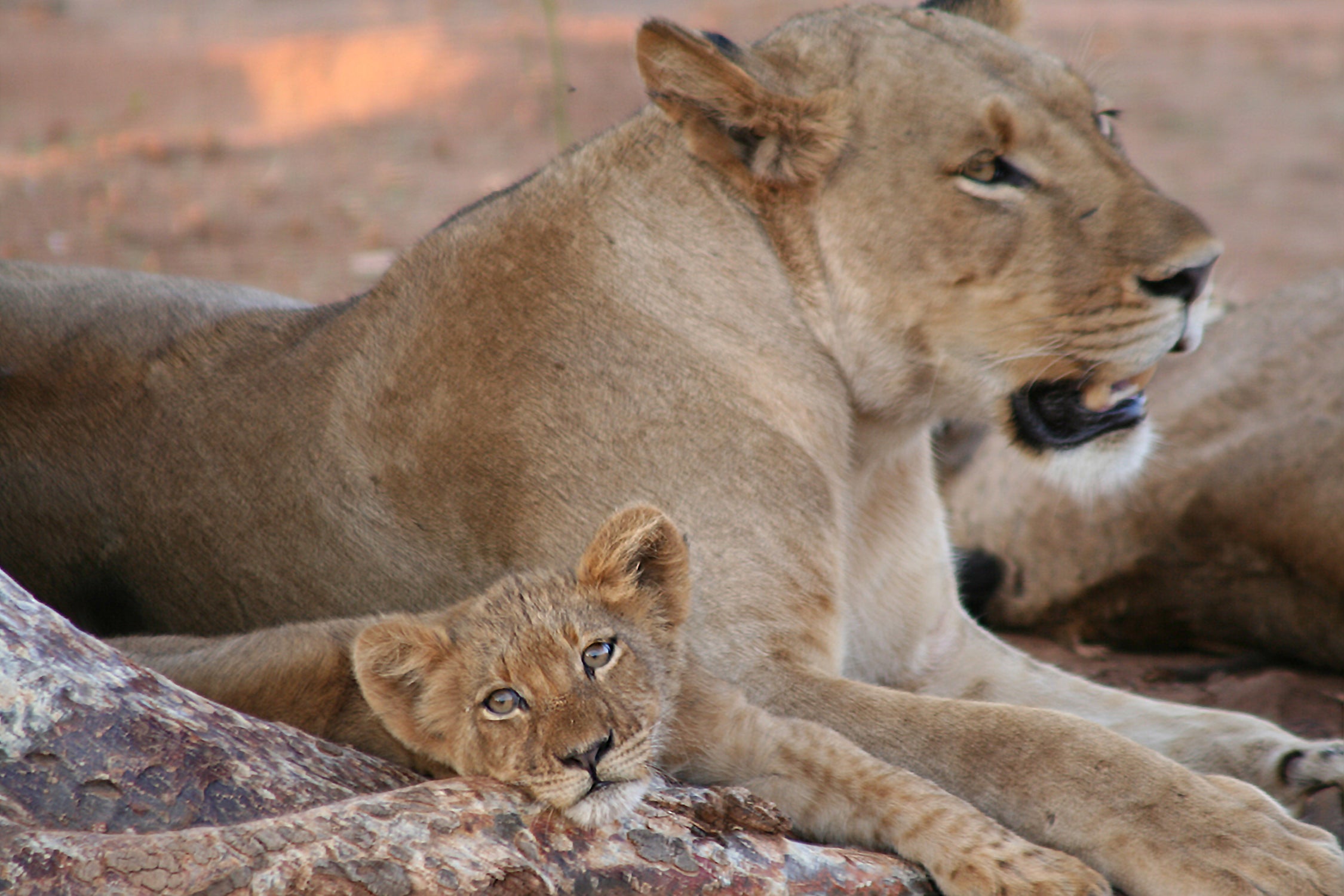 Safari Journal / Blog by Safari Fusion | Queen of the jungle | Lion cub Lower Zambezi National Park, Zambia | Photographer © Kellie Shearwood