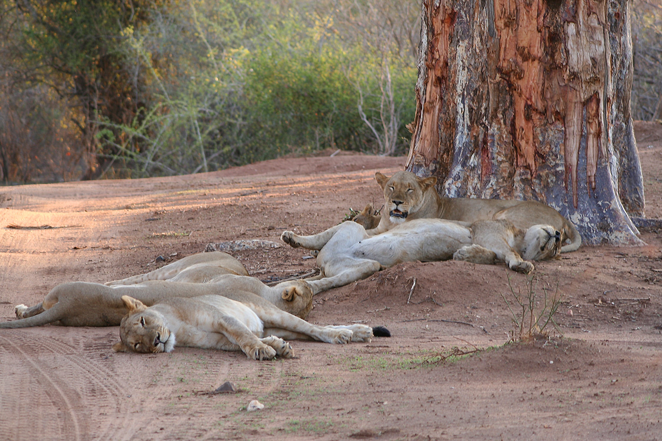 Safari Journal / Blog by Safari Fusion | Queen of the jungle | Lions Lower Zambezi National Park, Zambia | Photographer © Kellie Shearwood