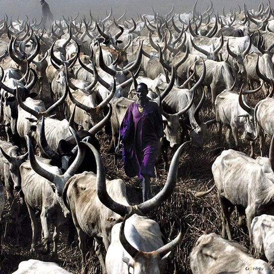Safari Journal / Blog by Safari Fusion | Ultra violet | Pantone Colour of the Year 2018 | Dinka cattle, South Sudan | Photographer @africanceremonies