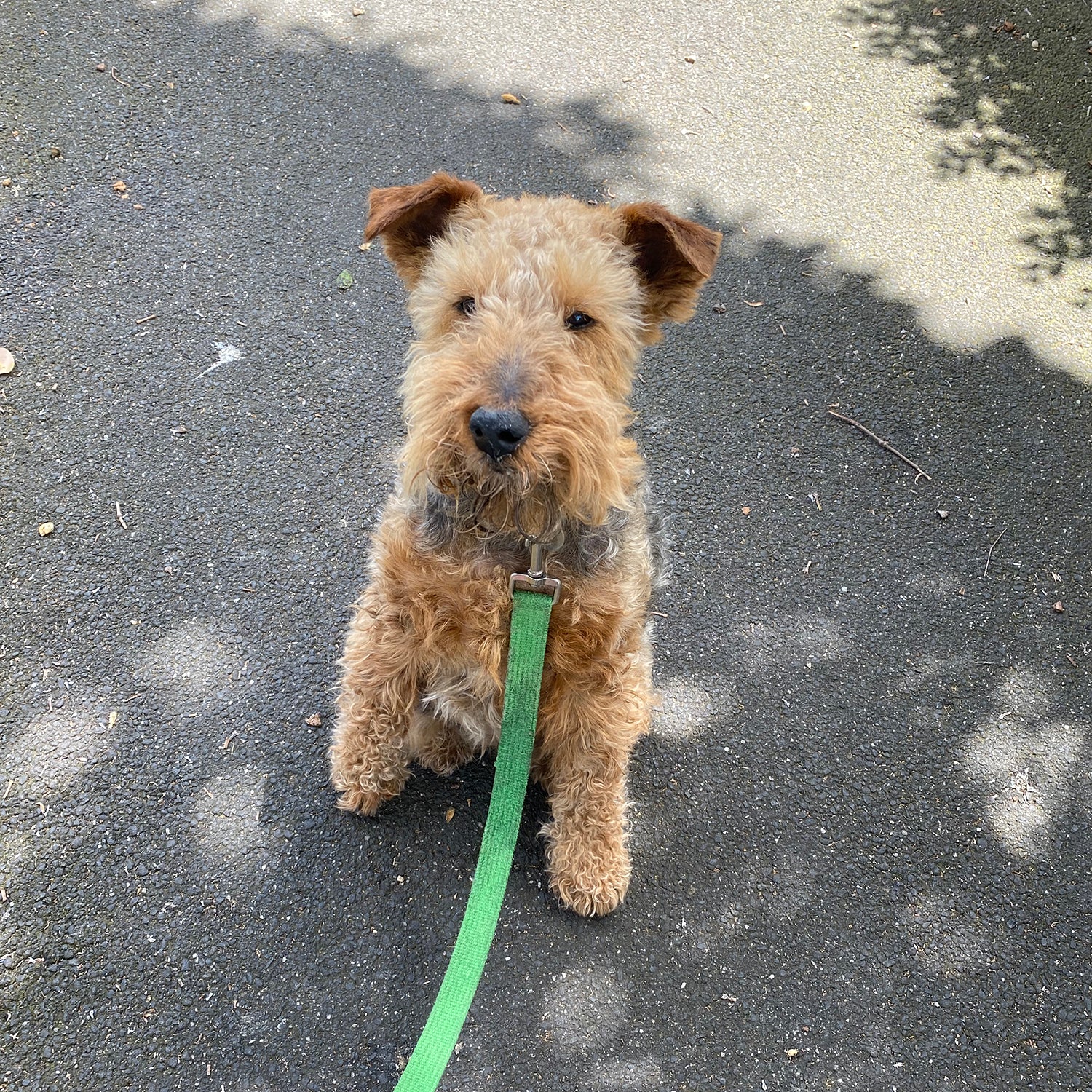 Safari Journal / Blog by Safari Fusion | Goodbye to me dear Little Winnie | Winnie the Welsh Terrier 11 years old