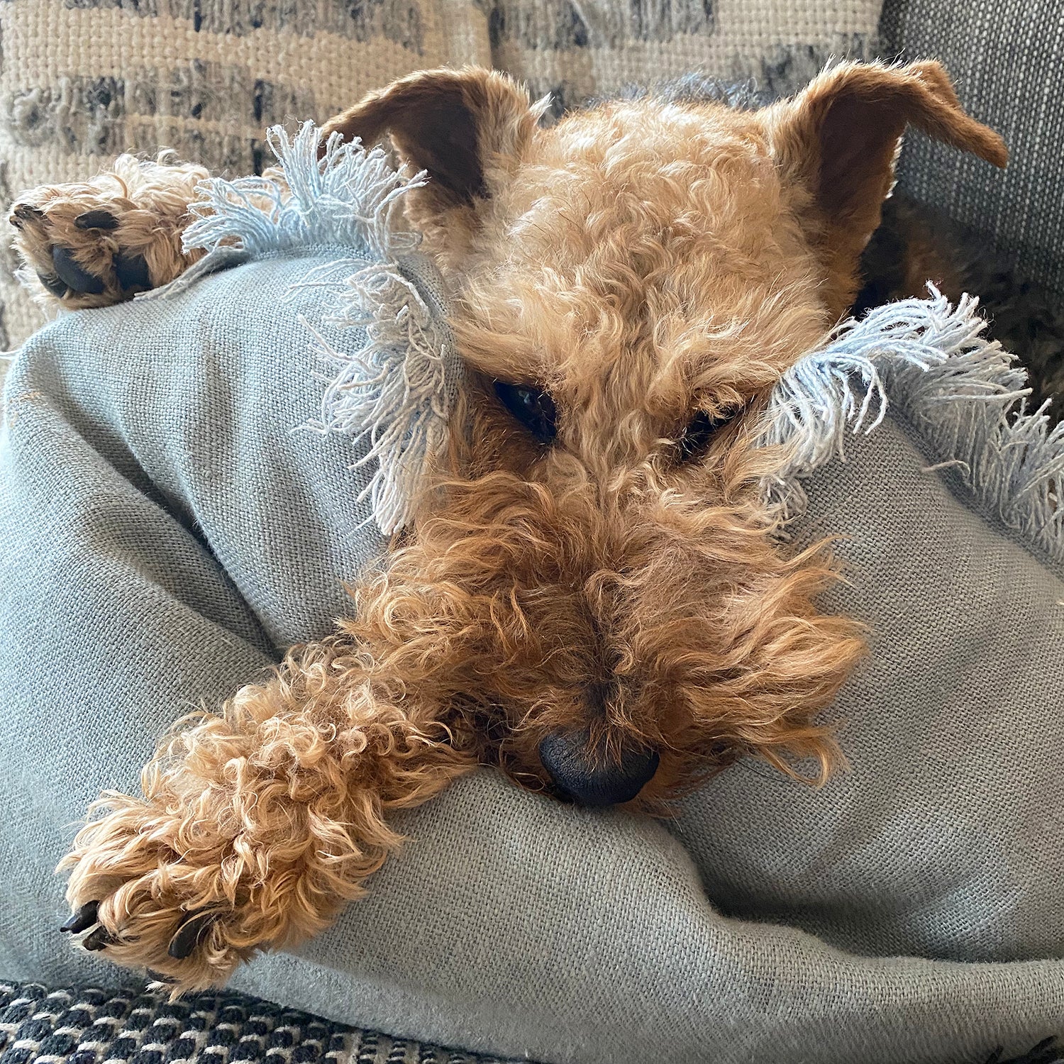 Safari Journal / Blog by Safari Fusion | Goodbye to me dear Little Winnie | Winnie the Welsh Terrier 9 years old