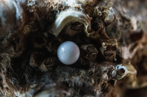 A pearl inside a mollusk shell 
