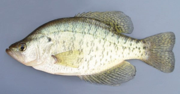 white crappie