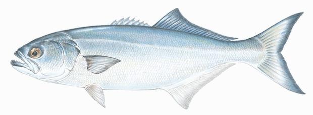 The Most Common Saltwater Fish