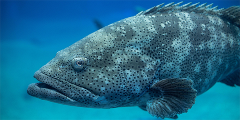 Tips for Fishing for Grouper