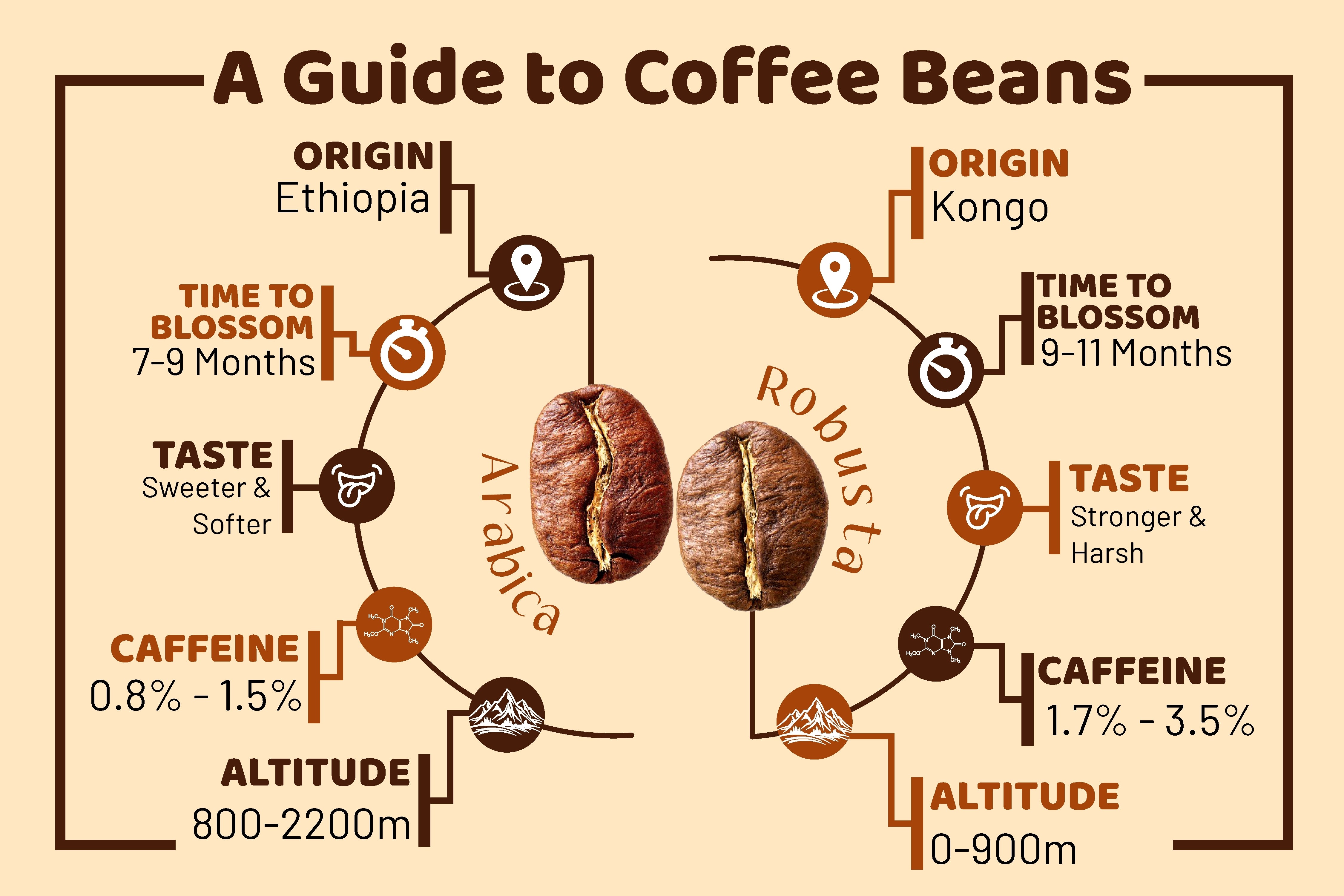 The 4 Different Types Of Coffee Beans Explained Types Of Coffee Beans ...