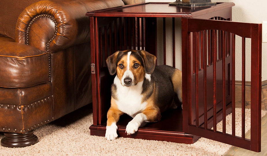 Crate Training 101: How to Crate Train a Puppy in 4 Steps!