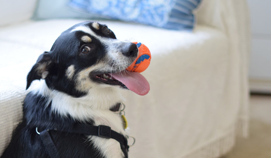 The Science of Choosing Dog Toys