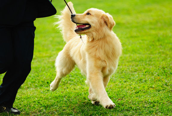 Free Dog Training Tips | PupLife Dog Supplies