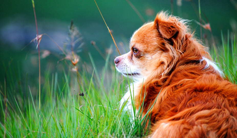Dog Heartworm Treatment & Prevention