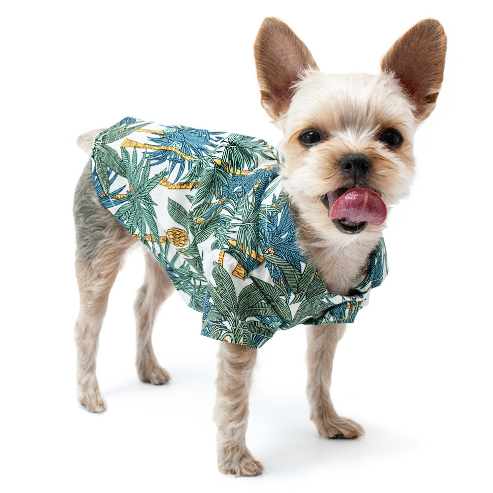 dog in hawaiian shirt