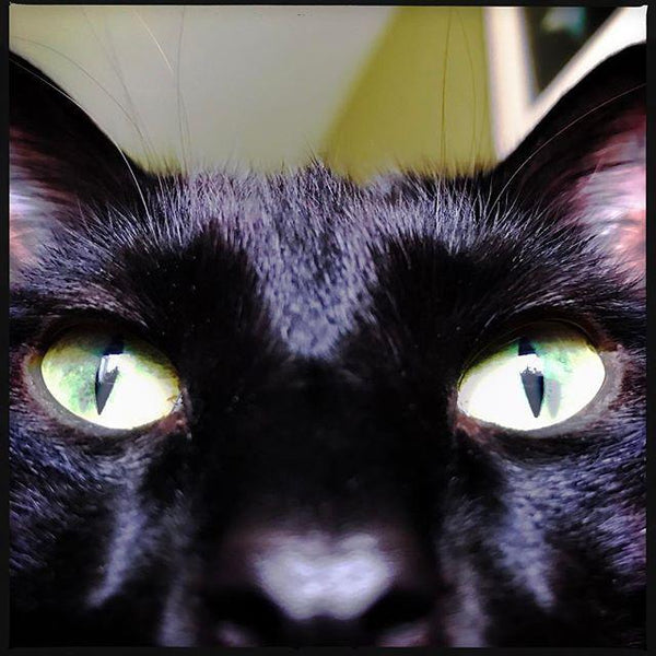 Black Cat close up