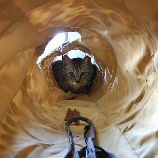 Cat in a Tunnel