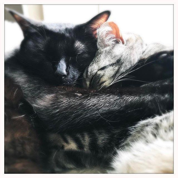 Cats Cuddling