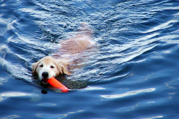 Dog Swimming with Toy
