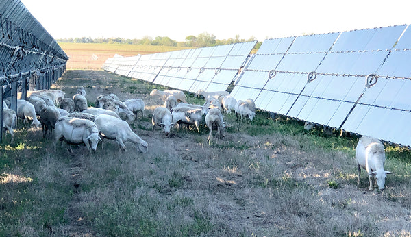 REP Provisions Solar Grazing Lamb