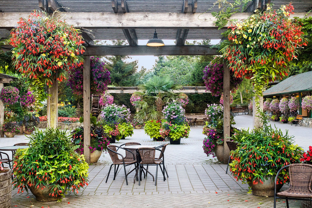 Perfect Flowers for Mum’s Pergola for Mother’s Day