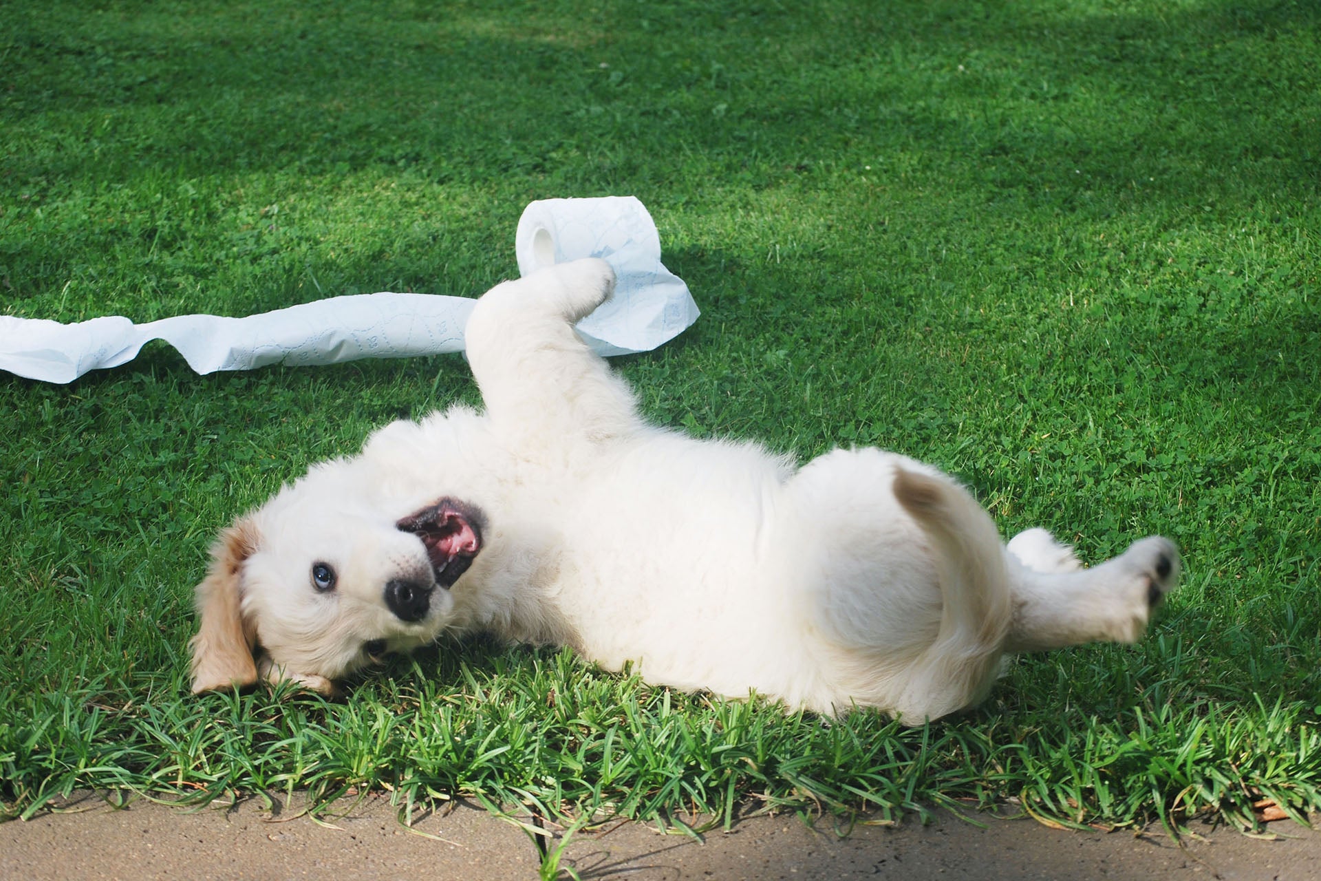 playful puppy on grass