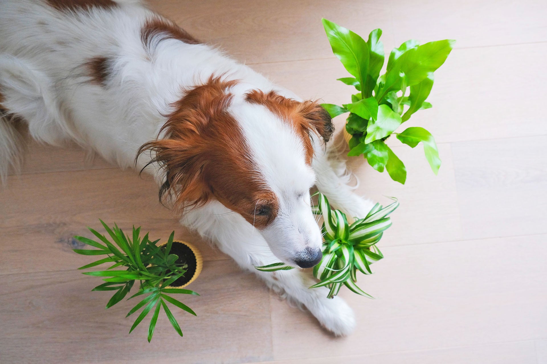 puppy around plants