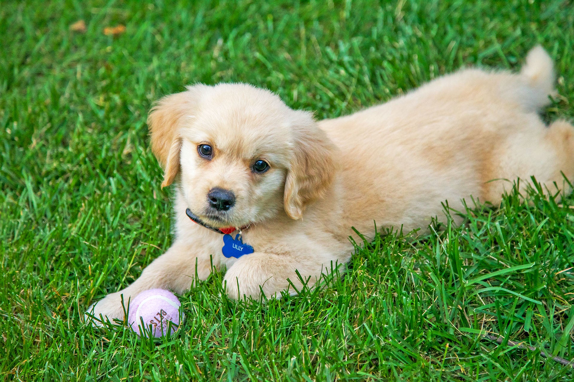 puppy with ball