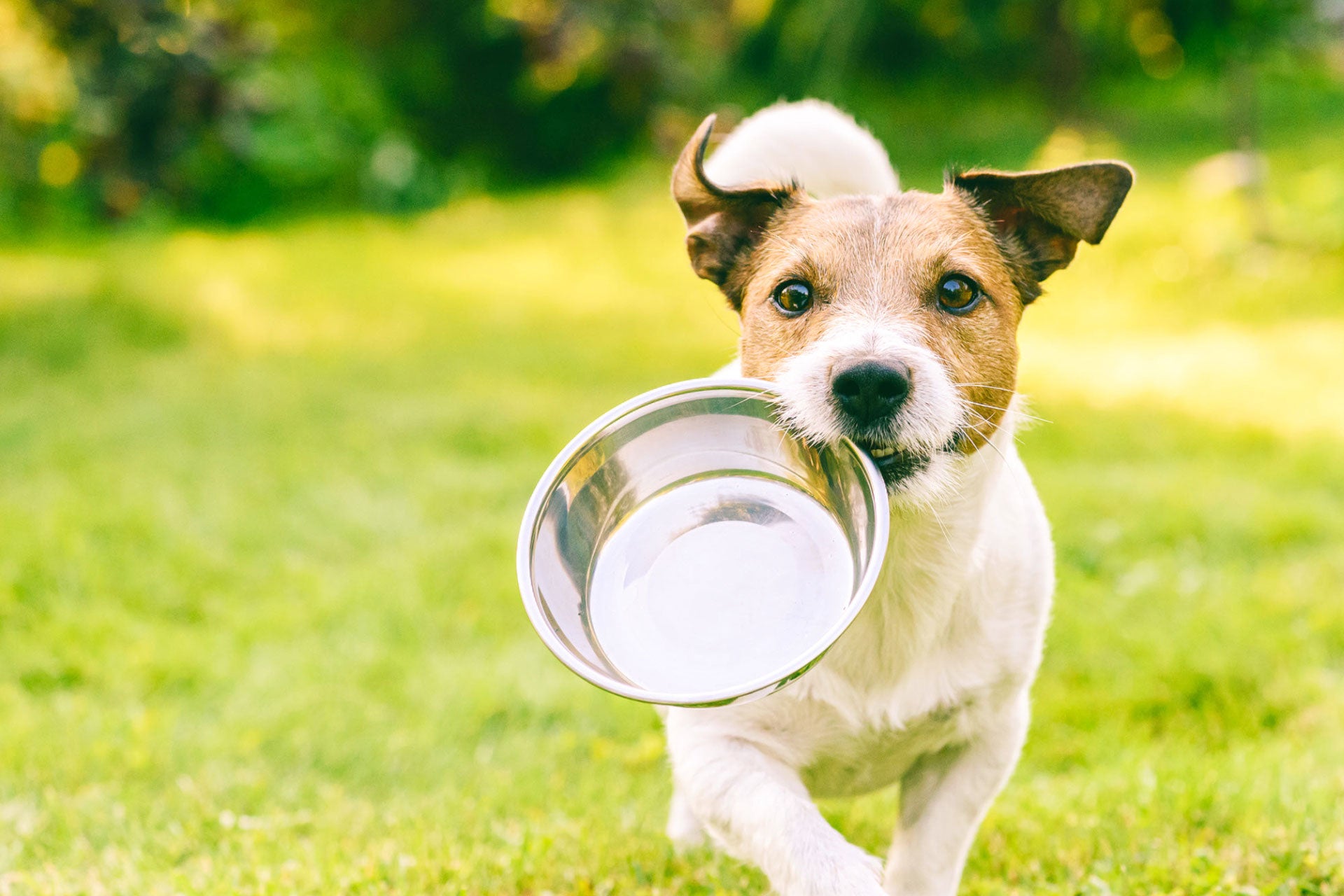 puppy running with water bowl