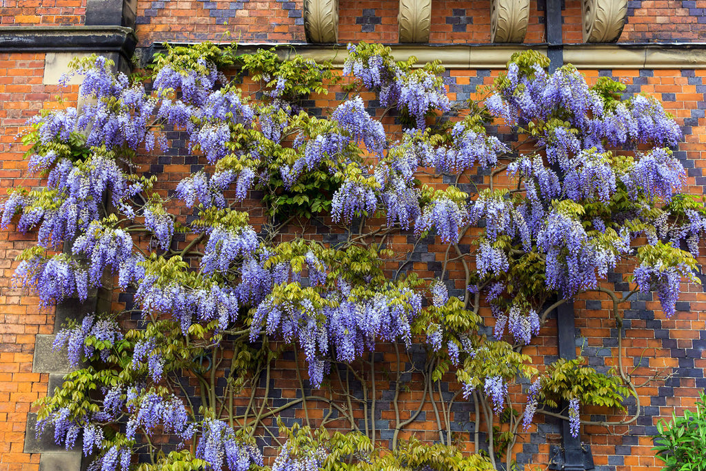 Wisteria flower