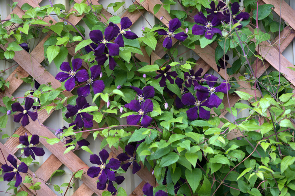 Clematis flower