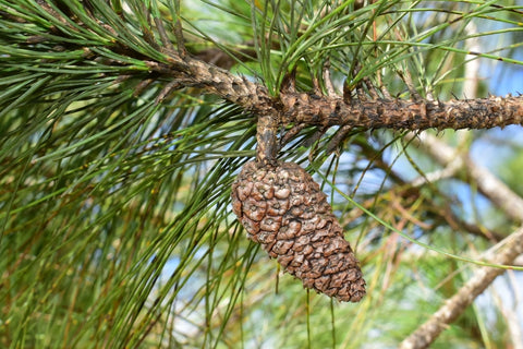 image of dominican pine tree