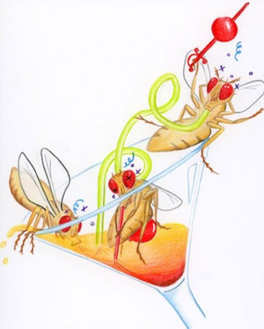 cartoon of fruit flies drinking alcohol