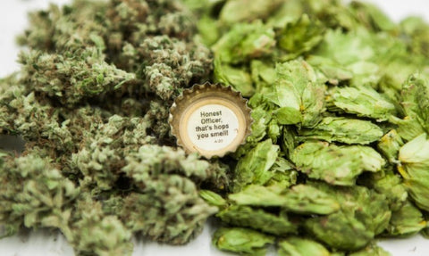 hops and marijuana side by side