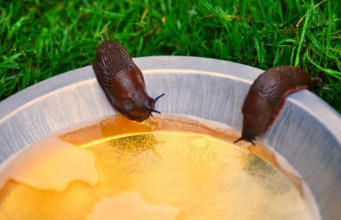slugs and snails drinking beer