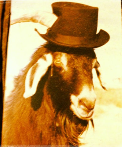The mayor beer drinking goat of Lajitas, Texas