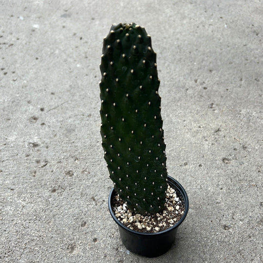 Cactus in stock | Plants | Serres Lavoie