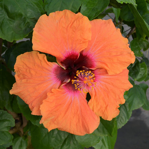 Hibiscus rosa sinensis 'Hollywood Disco Diva