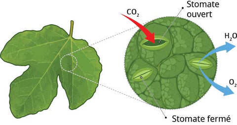 Stomata