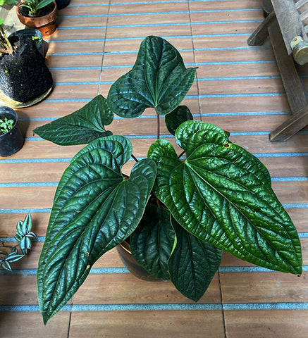 anthurium luxurians radicans