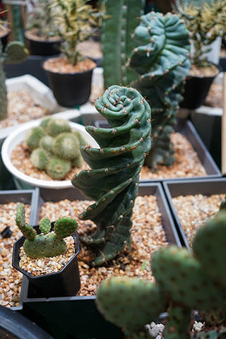 Cereus Forbesii "Spiralis"